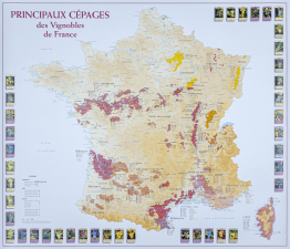 Poster belangrijkste druivenrassen in de wijngaarden van Frankrijk