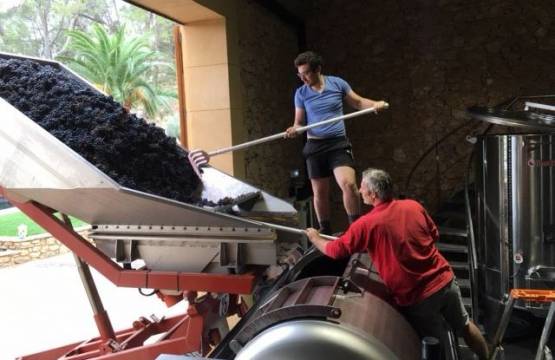 Binnenkomst van de mourvèdre-oogst